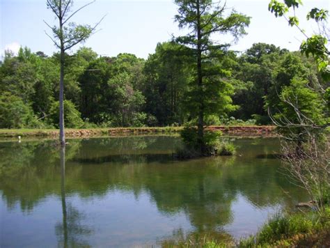 Fishing Pond Property For Sale In South Georgia 8 Agri Land Realty Llc