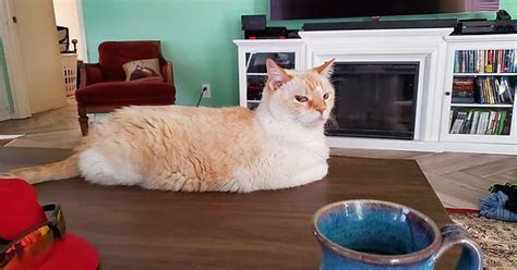 Morning Loaf With My Coffee Imgur