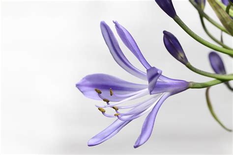 Royalty Free Photo Purple And White Petaled Flower Pickpik