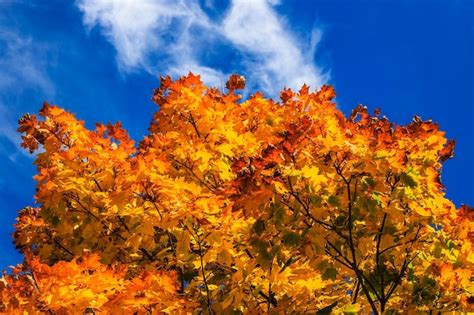 Premium Photo Colored Bright Maple Leaves In Fall Against Blue Sky