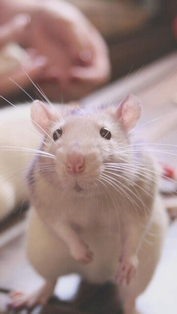 360x640 Rat Cute 360x640 Resolution Hd 4k Wallpapers Images