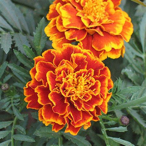 He was patient and showed me a variety of arrangements. Bluest Eyes Marigold Flower Seeds — Jack Seeds