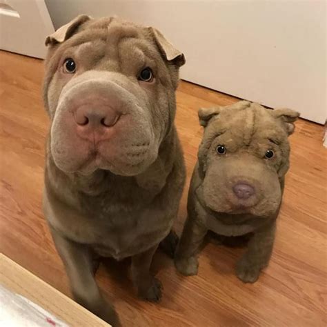 23 Shar Peis That Are Workin Those Wrinkles Cute Animals Cute Dogs