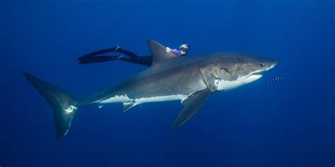 Ocean Ramsey Swimming With Great White Sharks