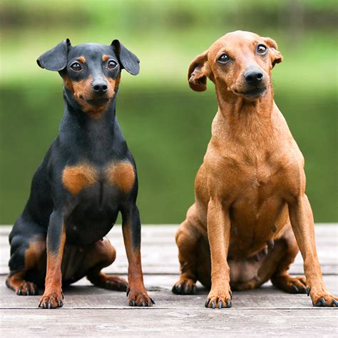 Miniature Pinscher Puppies For Sale Available In Phoenix