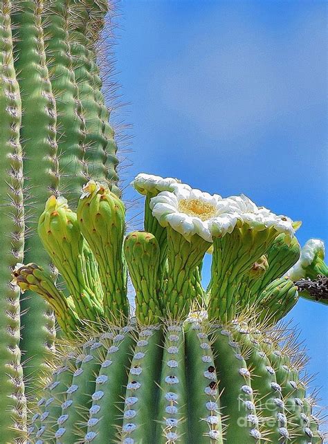 Saguaro Cactus Blooming Photograph By Daniel Shearer Fine Art America