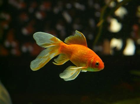15 Types Of Goldfish The Complete Goldfish Species Guide