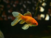 15 Types of Goldfish: The Complete Goldfish Species Guide