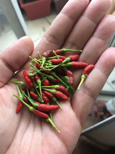 Birds Eye Chili Pepper 25 Seeds Very Hot Siling Labuyo Etsy