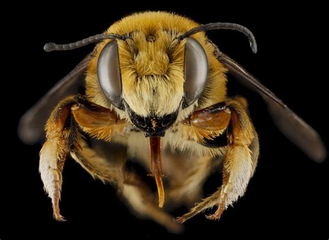 Five Awesome Big Bee Faces Earth Earthsky