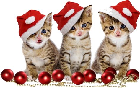 Christmas Cat Png Images Transparent Free Download Pngmart