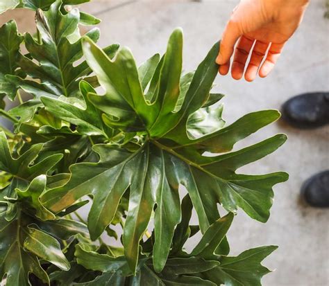 A philodendron hope selloum will need water once 50% of the soil is dry, and is a great. Philodendron Hope Selloum, aka Thaumatophyllum ...
