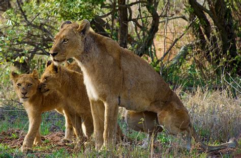 Kruger National Park Is Open During Lockdown Level 3 Secret Africa