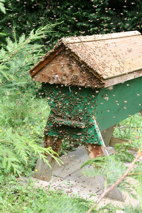 Find queen, move her to new hive shake heaps of bees in. top-bar hive Archives - Page 2 of 2 - Honey Bee Suite