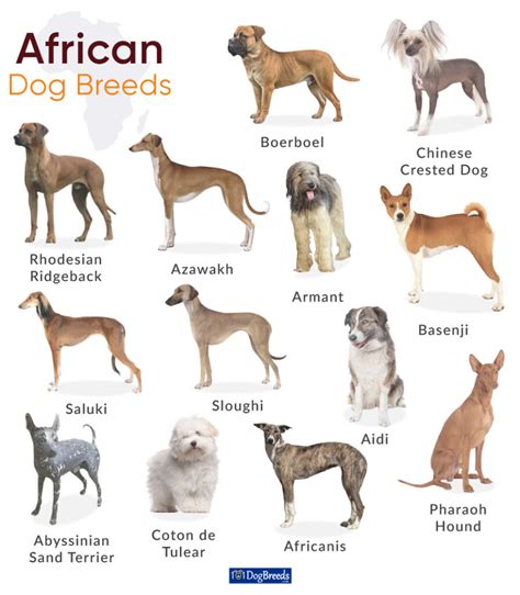 List Of African Dog Breeds With Pictures