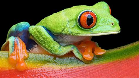 Red Eyed Tree Frog Habitat Lovetta Bottoms