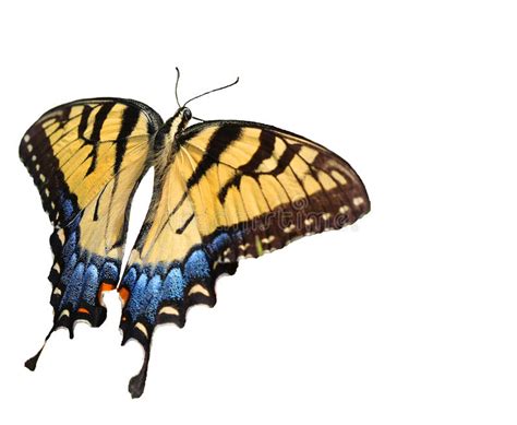 Tigre Orientale Swallowtail Illustrazione Di Stock Illustrazione Di