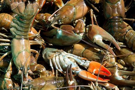 Feb 02, 2017 · eight giant freshwater crayfish were tagged in the recent survey.(supplied: Why Aren't People Eating Washington's Giant Crawfish ...