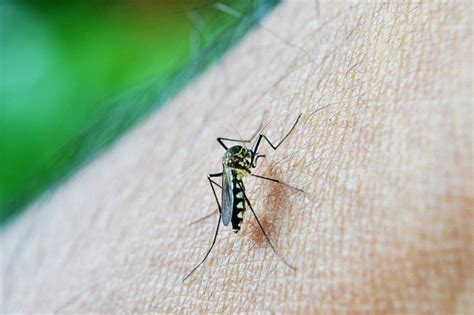 Picaduras De Mosquito Remedios Caseros Cu Nto Dura Qu Hacer Si Se