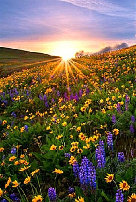 Sunrise Over A Hillside Of Wild Flowers Beautiful Nature Nature