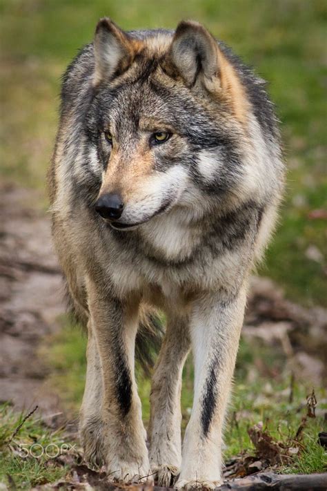 Aplha By Scott Denny 500px Mexican Gray Wolf Wolf Dog Wolf Spirit