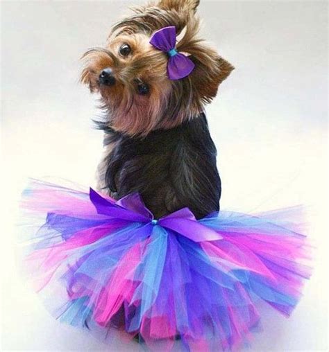 25 Dogs All Dressed Up For Dress Up Your Pets Day Dogtime Dressed