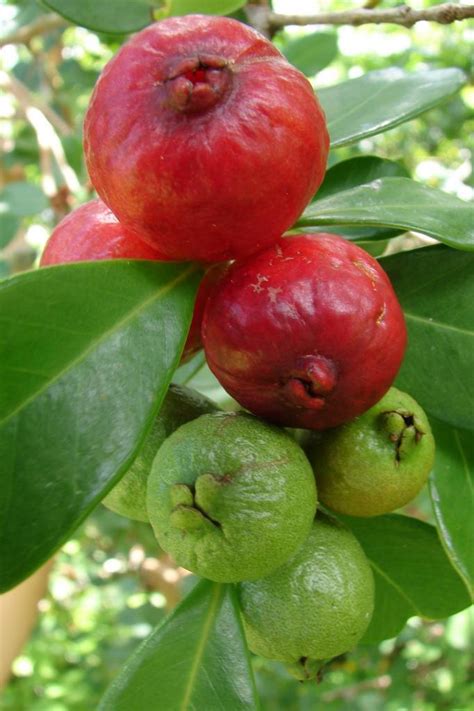 Required fields are marked *. Polynesian Produce Stand : ~STRAWBERRY GUAVA~ TROPICAL ...