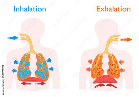 Inhalation Exhalation Human Breathing The Motion Of The Lung And
