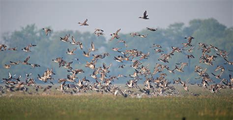 Photographing The Birds Of Indias Wetlands Nature Infocus
