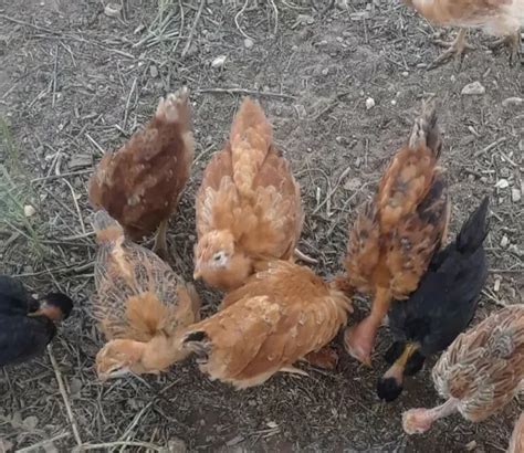 6 NAKED NECK Turken Cross Breed W Orpington Chicken Fertile Hatching