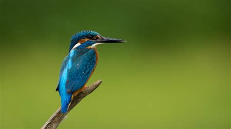 Wallpaper Common Kingfisher Birds Animal