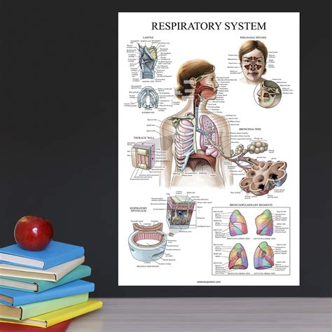 Buy 10 Pack Anatomical Poster Set Laminated Muscular Skeletal