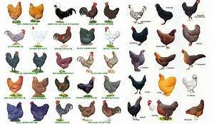 Types Of Chicken Breeds Appearance Temperament Egg Production