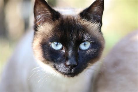 Free Images Siamese Cat Cat Head 1