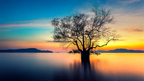 Sunset With Dead Tree Phuket Thailand Windows Spotlight Images