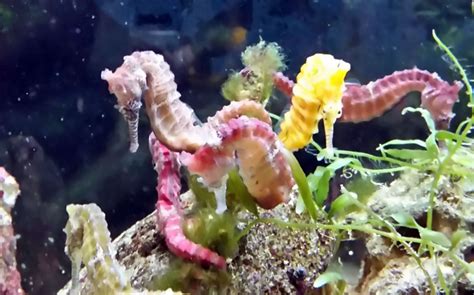 Seahorses In Saltwater Aquariums 42 Off