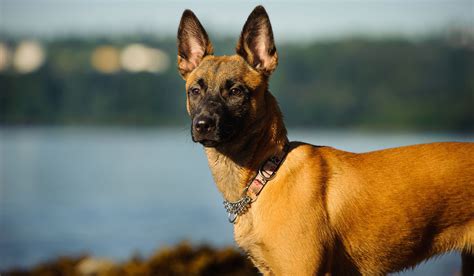 40 Medium Sized Dog Breeds That Are The Perfect First Pet For Any