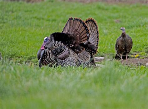 Two Male Turkeys Display For A Female In Cades Cove Stock Image
