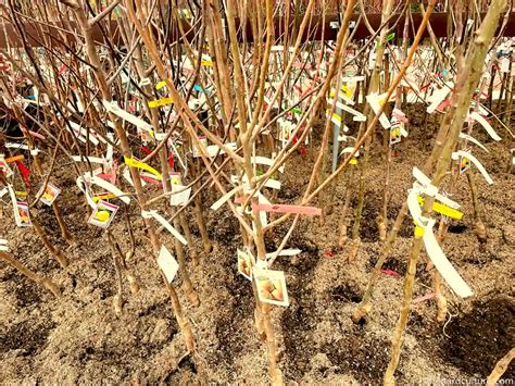 Bare Root Fruit Trees Buying And Planting Orchard Culture