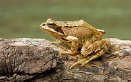 Common frog - Wikipedia
