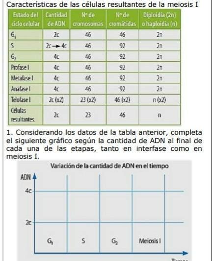 Características De Las Células Resultantes De La Meiosis I Alumnosplaneaciondidacticacucea