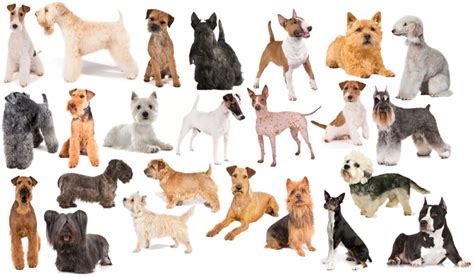 What Types Of Terrier Dogs Are There