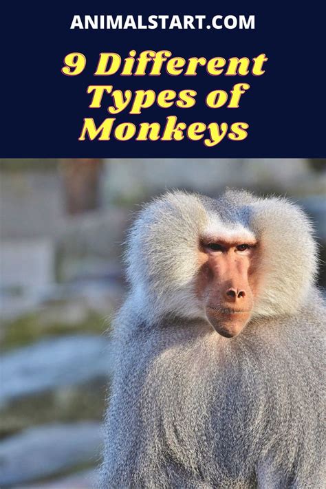 9 Different Types Of Monkeys Species List Types Of Monkeys