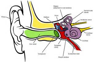 174 Hearing And Vestibular Sensation Concepts Of Biology 1st