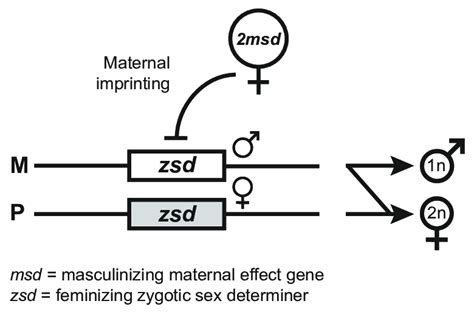 5 The Maternal Effect Genomic Imprinting Sex Determination Megisd