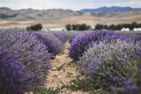 Lavender Fields Utah | Lavender fields, Young living lavender, Lavender farm
