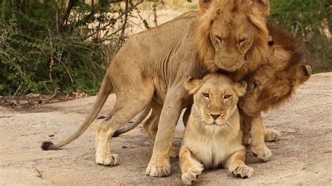 3 Male Lions Mate With 1 Lioness