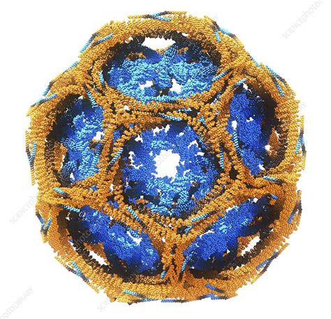 Find out information about clathrin. Clathrin lattice, molecular model - Stock Image - C015 ...