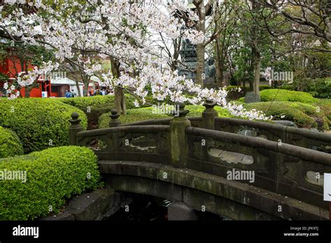 Cherry Blossoms At Asakusa Temple In Tokyo Japan Stock Photo Alamy