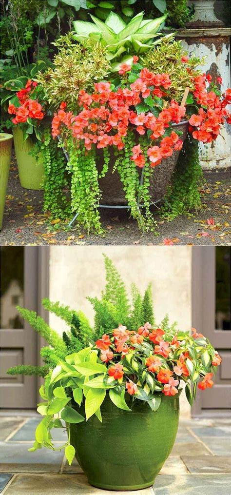 It needs at least partial shade but can also thrive in full shade. 04 fabulous summer container garden flowers ideas | Shade ...